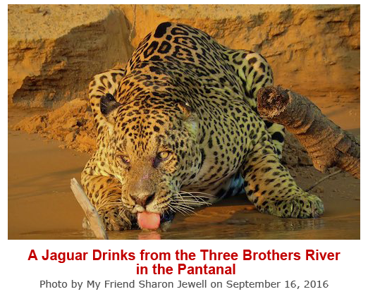 A Jaguar Drinks from the Three Brothers River in the Pantanal