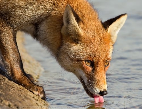 fox drinking water