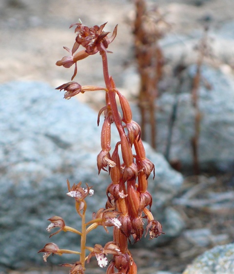 The Coralroot Orchid is Fortunately not as Rare as I Once Thought