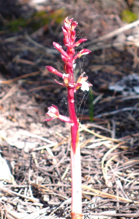 A Sunny Spotted Coralroot