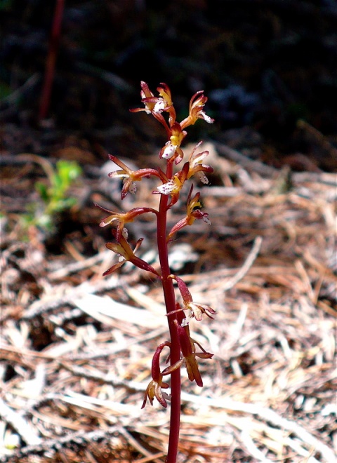 A \"Rare\" Spotted Coralroot That I Spotted on the Unnamed Trail