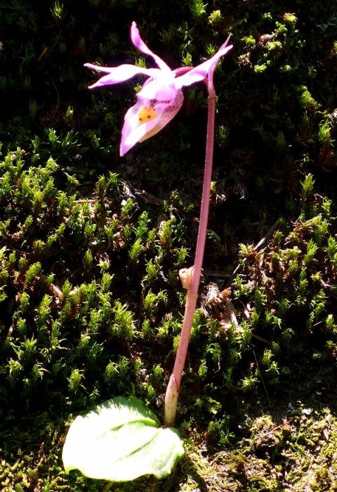 Another Fairy Slipper