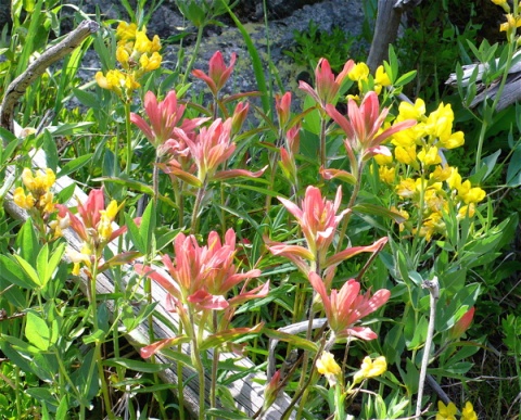 Golden Banners Surround Indian Paintbrush