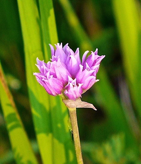 A Purple Flower
