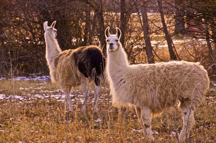 Llamas+with+hats+3+script