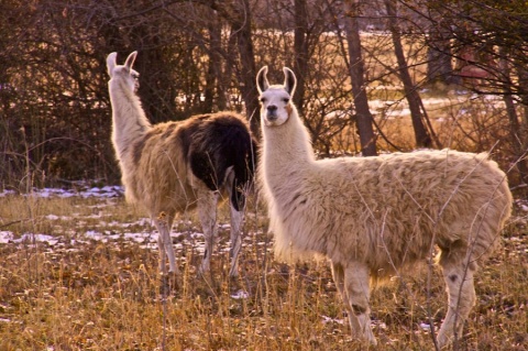 Two Llamas