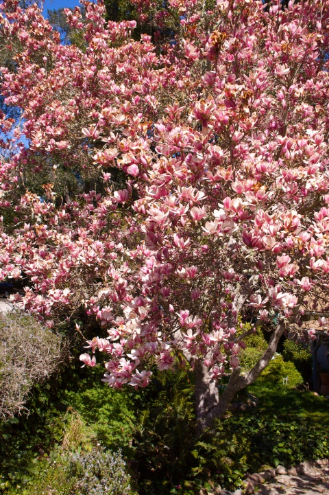 pink magnolia tree pictures. The Neighbor#39;s Magnolia