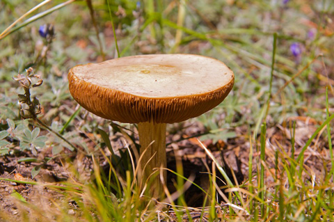 Big Tan Mushroom