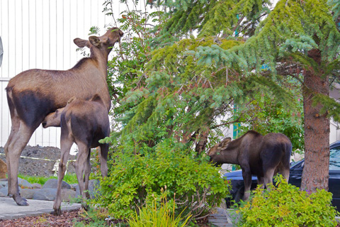  Neighboring Moose