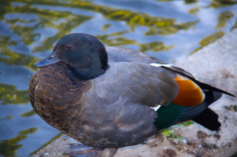 One of a Pair of Different Ducks