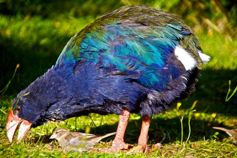 This Pukeko or Purple Swamphen Searches for Seeds Together with a Much Smaller Bird