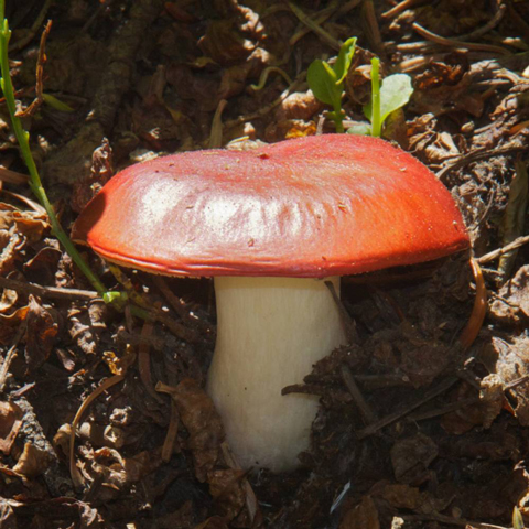 A Colorful -- But Inedible -- Mushroom