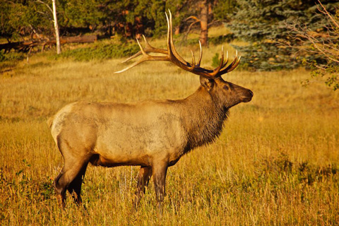 This Elk Posed Briefly for Me