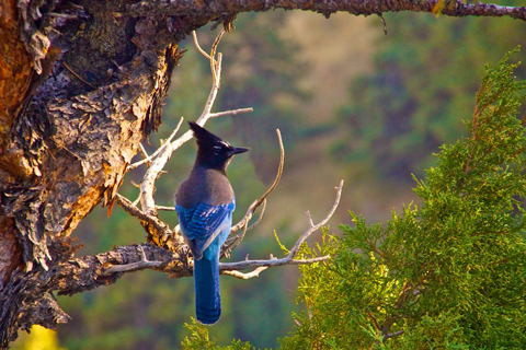 A Steller's Jay Today