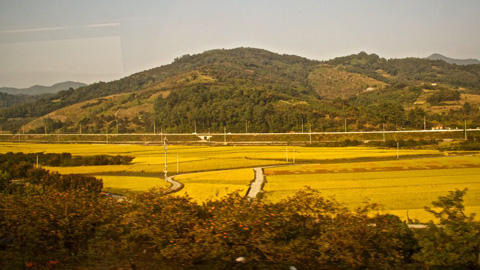 Another View of Rice Paddies