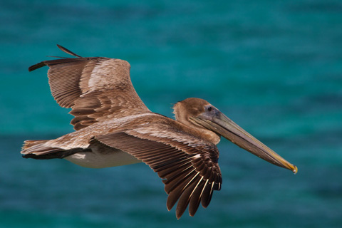 A Brown Pelican Flies By