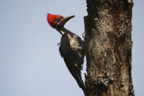 A Different Lineated Woodpecker on a Different Day