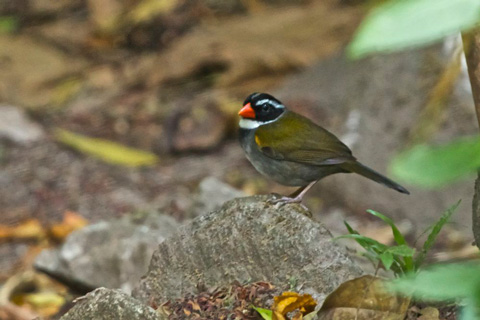 An Orange-billed Sparrow