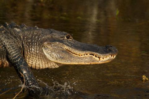 A Smiling Alligator