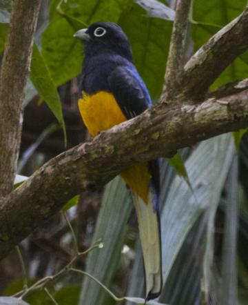 A Male White-Tailed Trogon