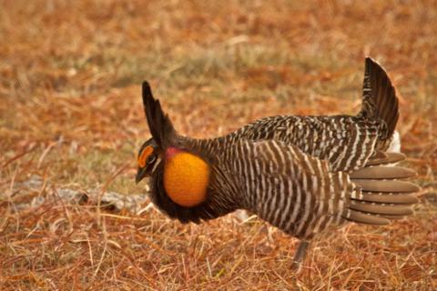 A Greater Prairie-Chicken Inflates His Air Sac for Booming