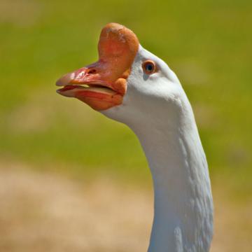 Close-up of a White Male Chinese Goose