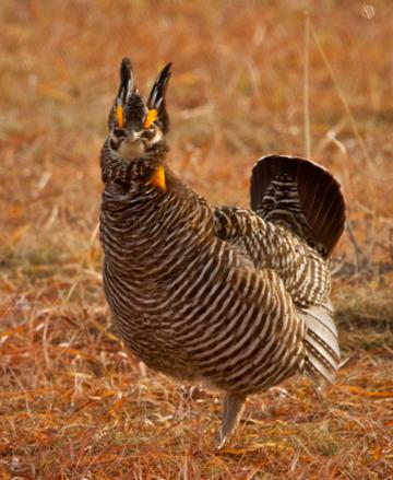 A Proud or Mean Greater Prairie-Chicken Ready to Attack Me