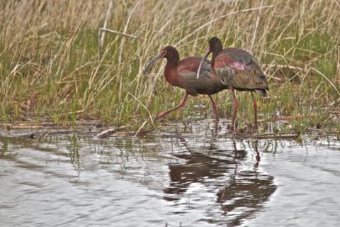 The White-Faced Ibis is Another Bird with a Name I Find Hard to Accept