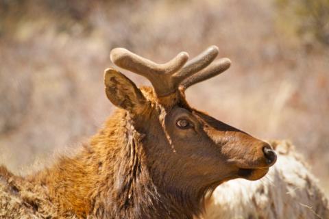 A Male Elk with Budding Horns