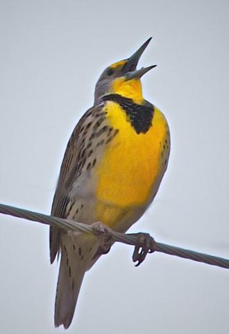 A Western Meadowlark Sings for All of Us