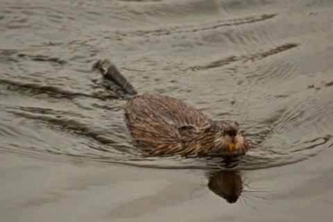 A Muskrat Swims in a Ruby Lake Canal