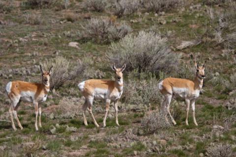 The Pronghorn on the Right is the One with the Pronghorns