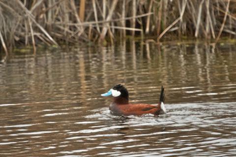 A Better Name for the Ruddy Duck, I Think, Would be Blue-Beak