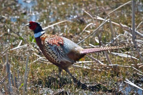 A Male Ring-Necked Pheasant