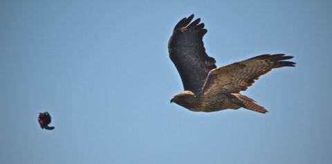 A Swainson's Hawk Attacks a Small Bird; It Missed