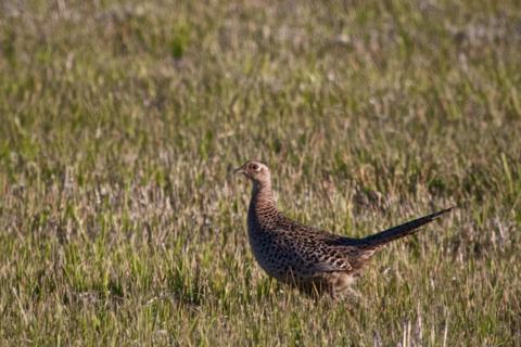 A Female Ring-Necked Pheasant
