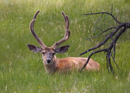 A Mule Deer Buck