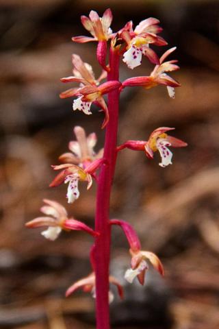 A Coralroot Orchid