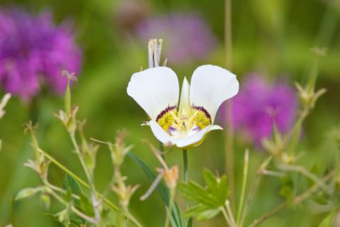 A Mariposa Lily in a Field of Purple Bee Balm