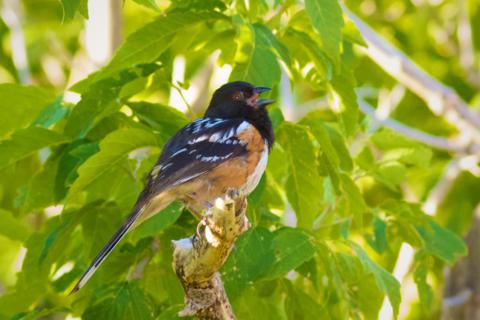 A Spotted Towhee