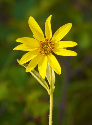A Sunflower in the Sun