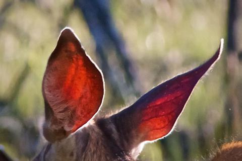 Deer's Ears