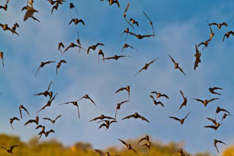 The Bats Fly Overhead