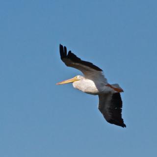 An American White Pelican