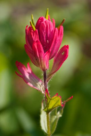 Red Paintbrushes