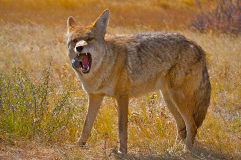 A Coyote Eats