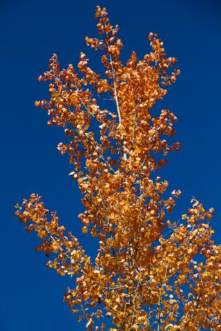 Aspen and Sky in Full Color