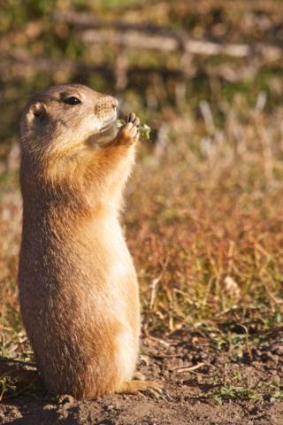 A Prairie Dog Eats an Afternoon Snack