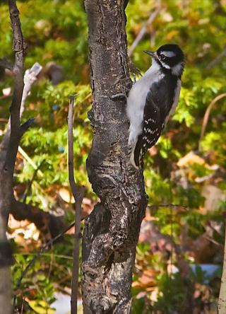A Downy or Hairy Woodpecker