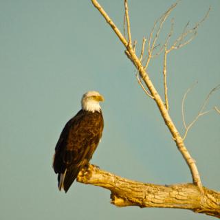 A Bald Eagle Waits for an Inattentive Meal